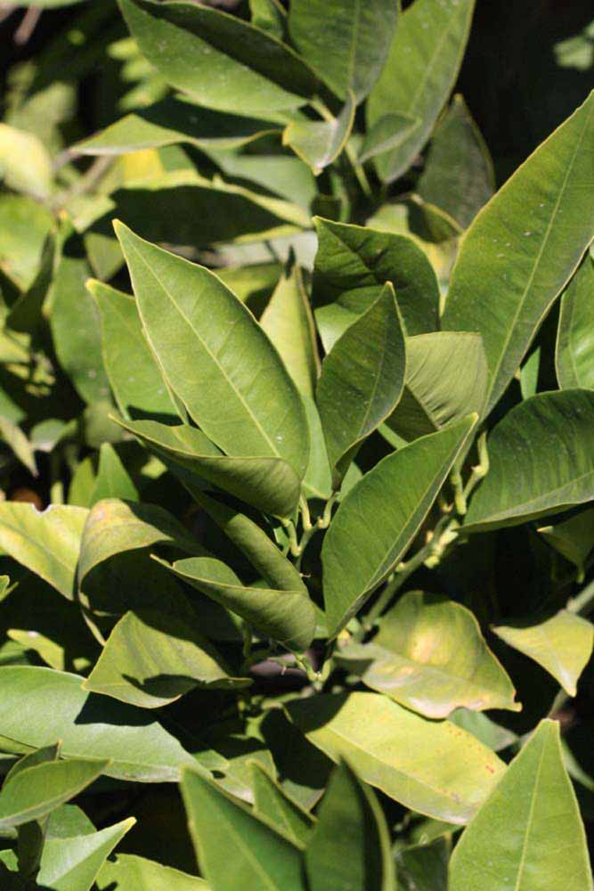            Sun leaves (Riverside, CA)   